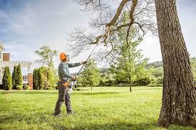 Reliable Ashland, CA  Tree Services Solutions