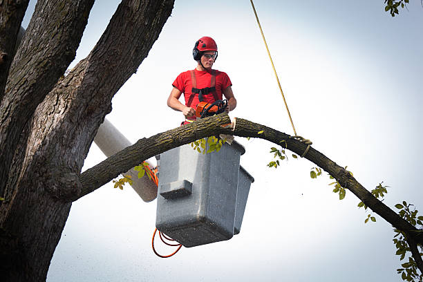 Best Hedge Trimming  in Ashland, CA